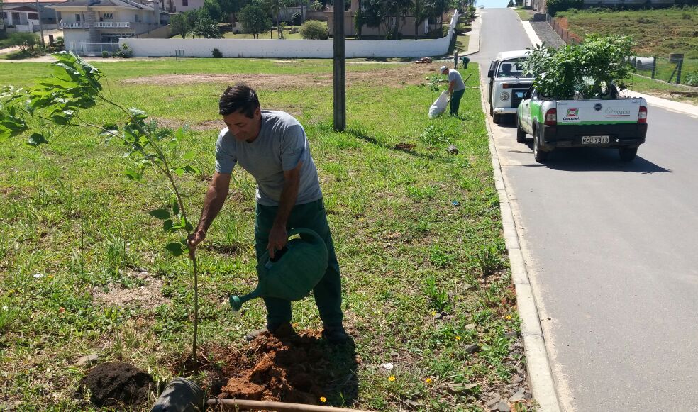 Famcri planta mudas de ipês no bairro Morro Estevão