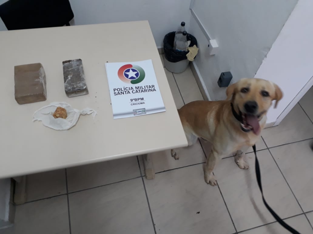 CÃO DA POLÍCIA MILITAR  ENCONTRA MACONHA