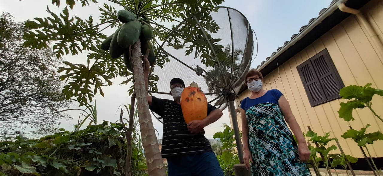 Morador de Siderópolis colhe mamão gigante no quintal de casa