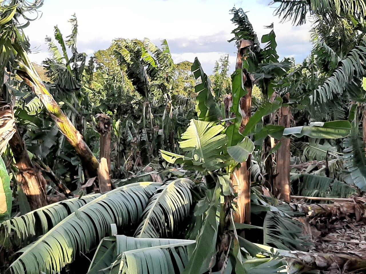 Produção de banana é a mais afetada com o vendaval em Criciúma