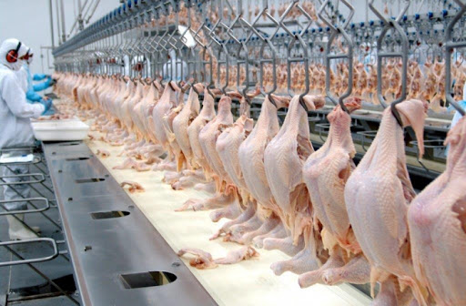 Santa Catarina retoma crescimento nas exportações de carne de frango